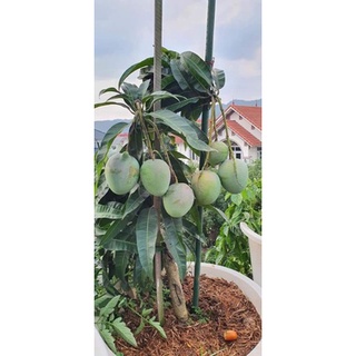 Giống xoài úc to