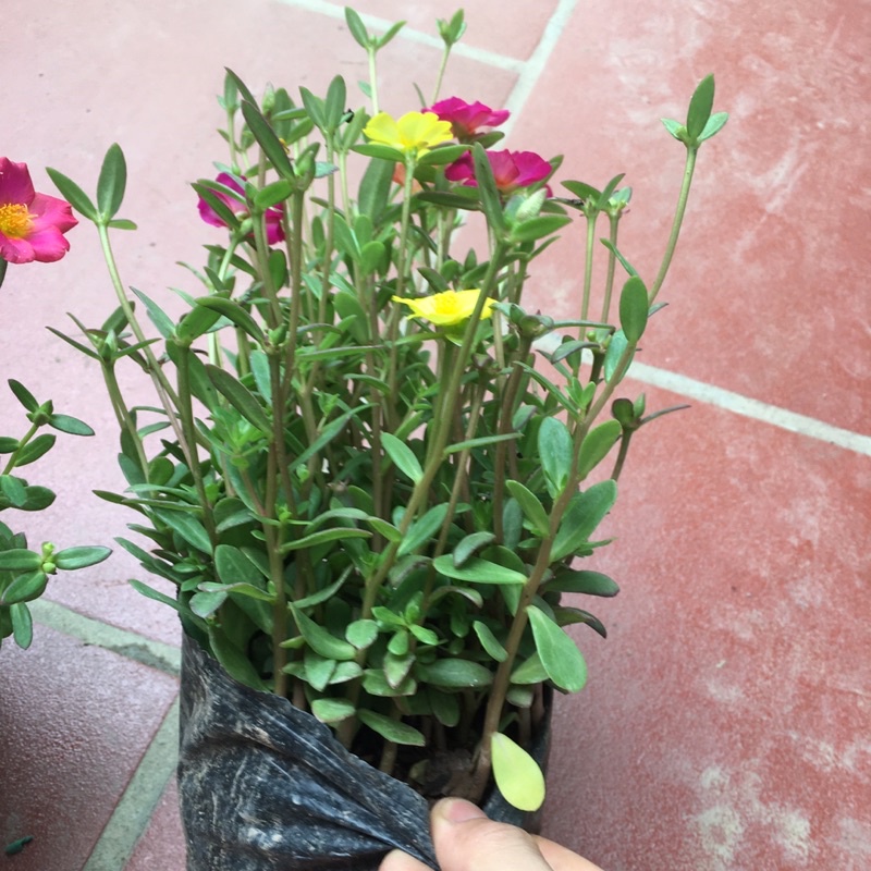 Hoa Sam Mix nhiều màu,cây xum,nhiều nụ