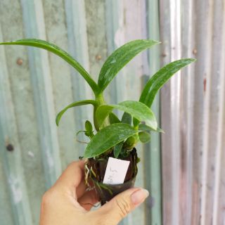 Lan denro nhiều màu(Loại cây giống )