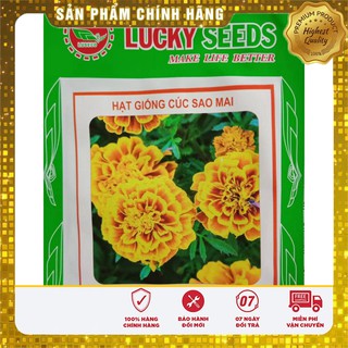 Hạt Giống Hoa Cúc Sao Mai - 50 hạt