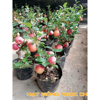 Hạt Giống Cây Táo Lùn Đỏ - 5 Hạt