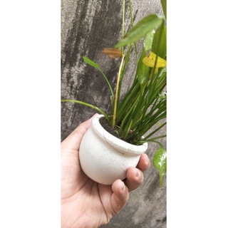 Chậu cây lan nước thủy sinh lá cao cho hồ cá tép cảnh