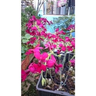 Củ hoa Lan bầurượi hoa tết(2 củ)
