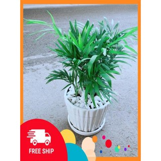 Chậu Cây Cau Tiểu Trâm
