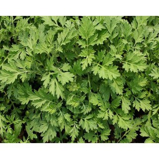 Gói 50 hạt giống Ngải Cứu Mugwort