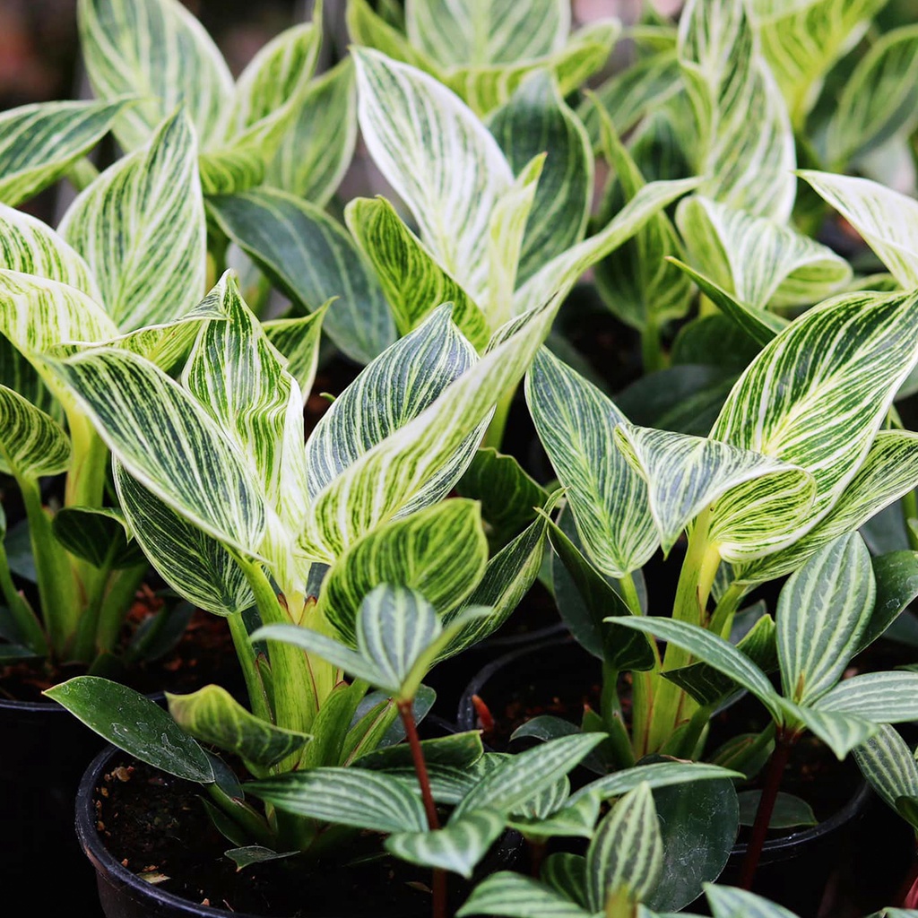 Cây trầu bà đế vương kim cương | Philodendron Birkin lá sọc sang chảnh