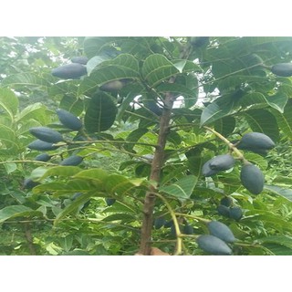 cây giống trám đen siêu quả