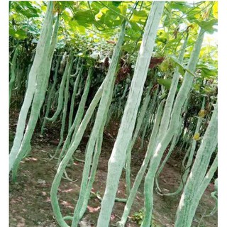 Hạt giống mướp rắn quả dài