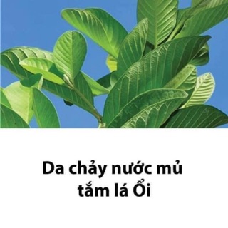 🍃🍃🍃 lá ổi tươi khô_hàng order