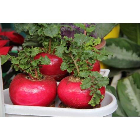 [ HẠT GIỐNG ] Củ Cải Đỏ Siêu To Siêu Khổng Lồ F1