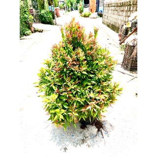 Cây hồng lộc cao 1m (Ảnh thật).