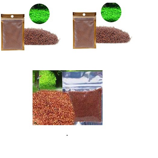 Hạt giống cây thủy sinh cây trân châu thủy sinh
