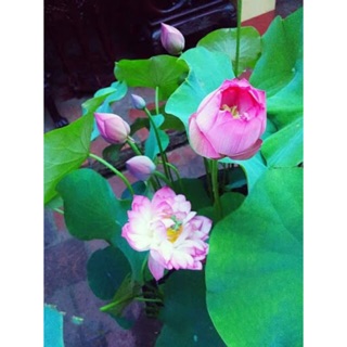 Hạt Giống Sen Cung Đình 913 (5 hạt)