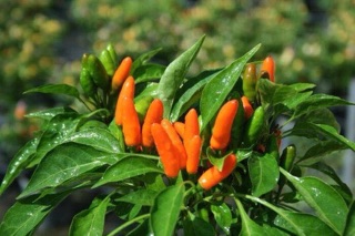 (500-700 hạt) Hạt giống ớt Chili cam siêu cay