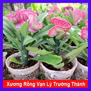 Cây Xương Rồng Vạn Lý Trường Thành - cây cảnh để bàn