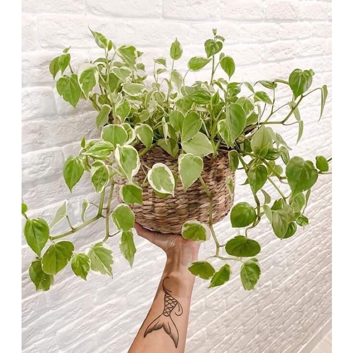 Cây Peperomia scandens 'Variegata' - Cây vàng lá bạc