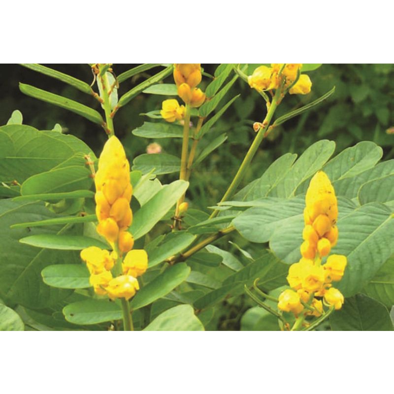 Lá muồng trâu 500g