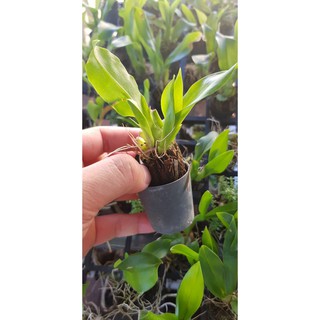 ⚡FLASH SALE⚡ vũ nữ hoàng hậu