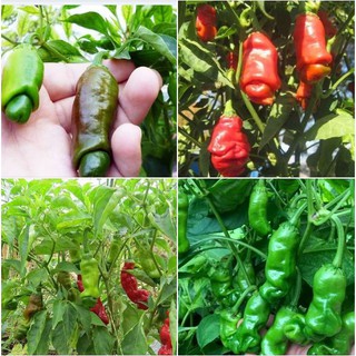 Hạt giống ớt peter ( ớt cu tí 10 hạt ) (TẶNG gói kích thích hạt nảy mầm)