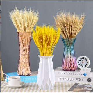 Bó lúa mạch khô trang trí, decor