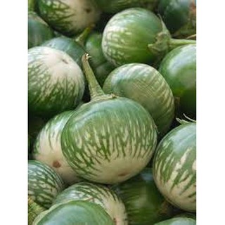 50 hạt giống cà bát xanh da ếch