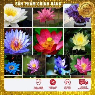 Hạt Giống Súng Thái Mini (5 hạt )