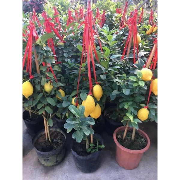 Chanh vàng Mỹ thân gỗ - cây trưởng thành sắp cho trái cao 80-90cm - Trang Flowers