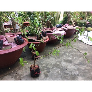 Cây sơ ri chua ngọt