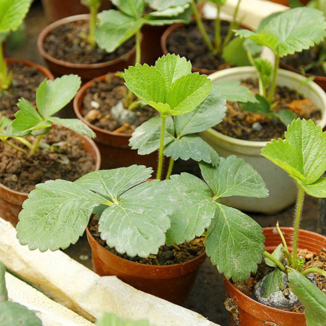 Hạt giống dâu tây nhập khẩu ALIBABA, dâu đất (dâu xạ) nhanh nãy mầm ra nhiều trái (gó 0.1gr/100hat)