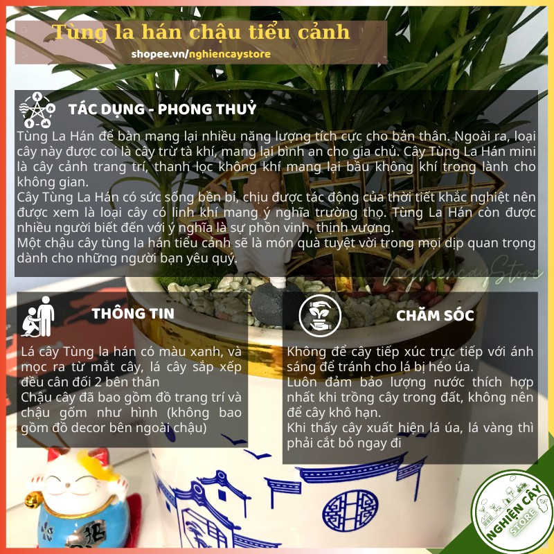 Cây tùng la hán chậu tiểu cảnh trang trí bàn làm việc, quầy thu ngân, làm quà tặng ý nghĩa