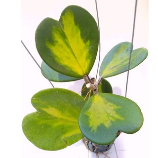 Cây lan cẩm cù lá trái tim