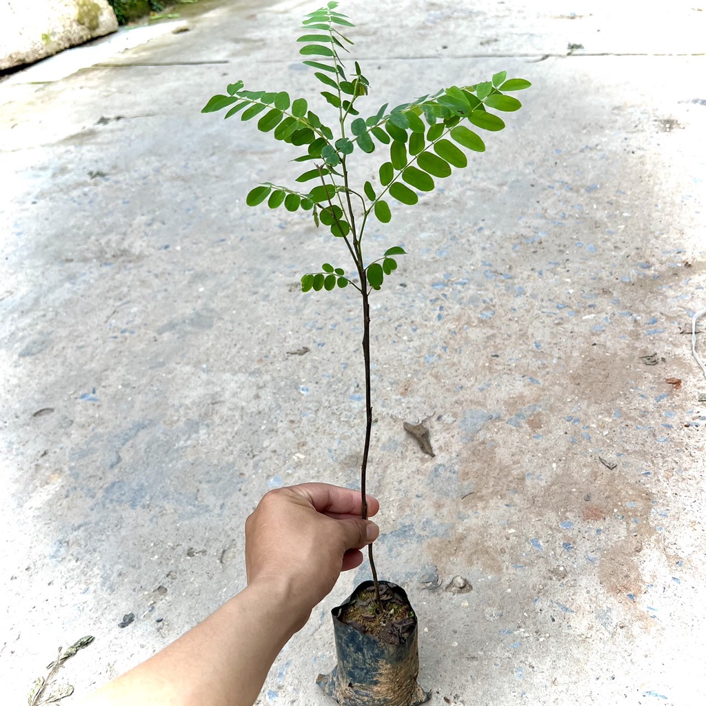 Cây hoa Muồng Anh Đào giống (Ảnh thật).