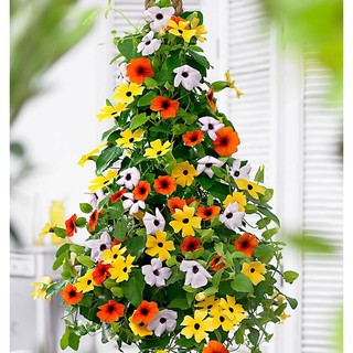 Hạt giống hoa Ánh dương