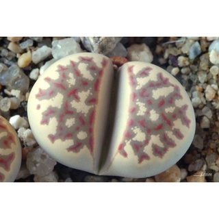 Sen Thạch Lan, Sen Mông Dòng Dorothea, lithops