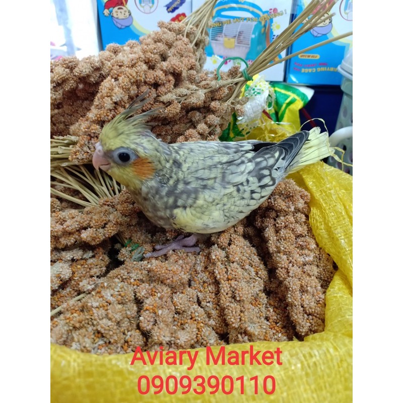 200g Kê bông / kê chùm cho chim vẹt , sóc ,hamster.