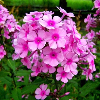 Hạt giống hoa Thanh Trúc (tặng kèm phân bón)