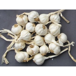 Tỏi Lý Sơn