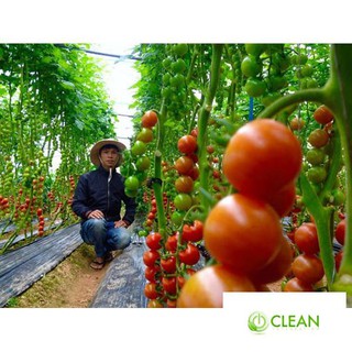 50 Hạt giống Cà chua Chuỗi Ngọc (Dễ trồng, Siêu quả)