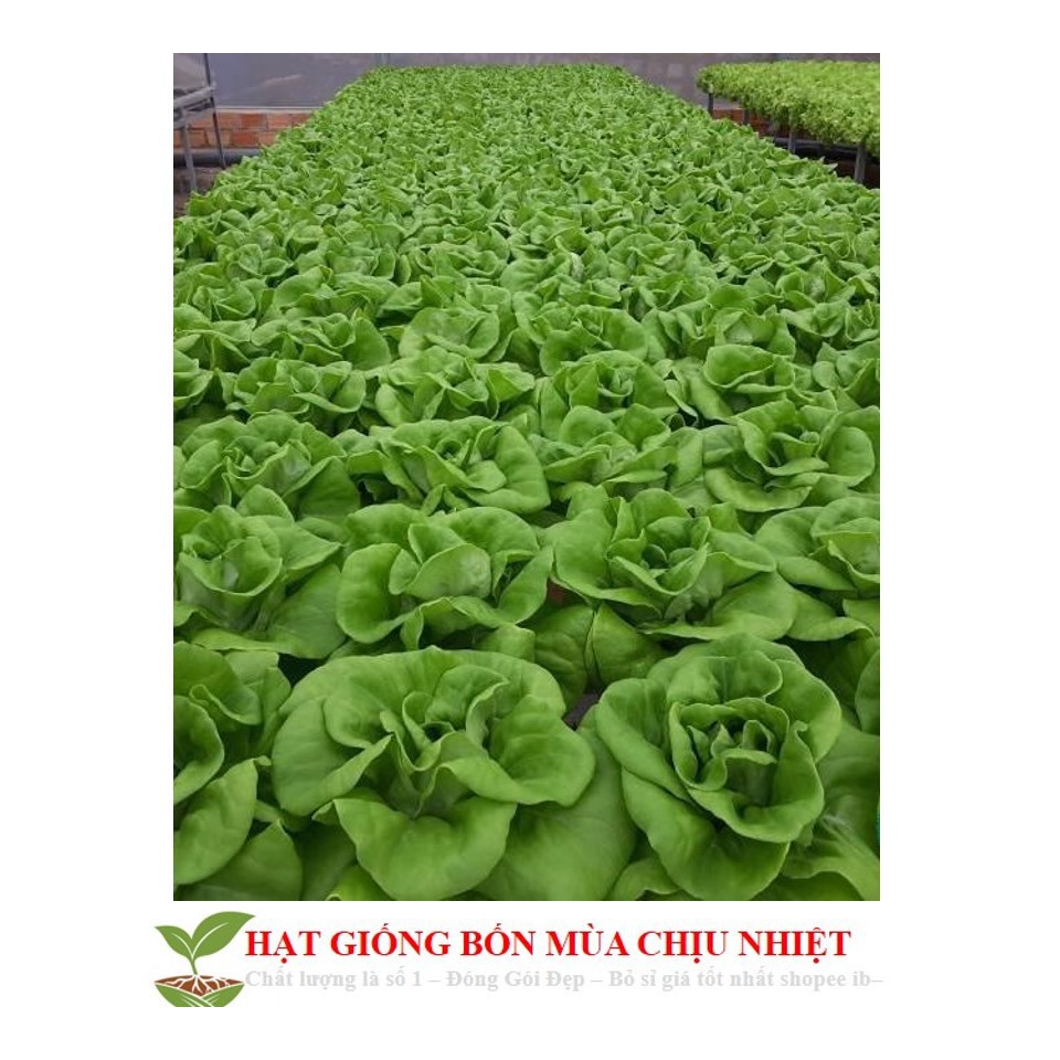 Giống Rau Xà lách mỡ luckyseed hạt siêu rẻ