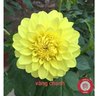 Củ Giống Thược Dược Nội Giống Hoa