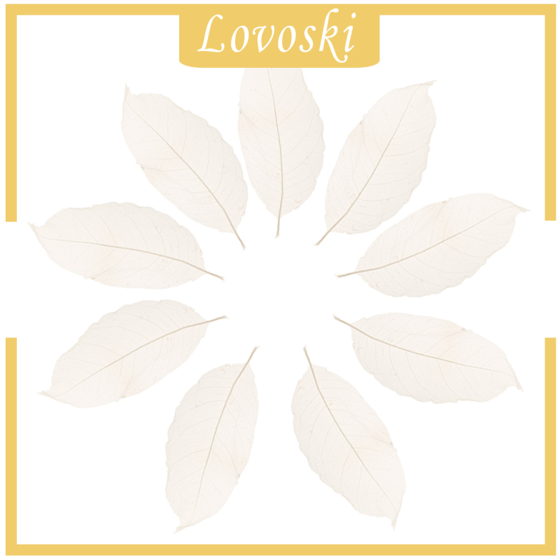 Bộ 50 Lá Mộc Lan Tự Nhiên Dùng Để Trang Trí