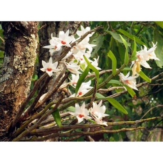 1 Khóm hoàng Thảo Nhất Điểm Hồng