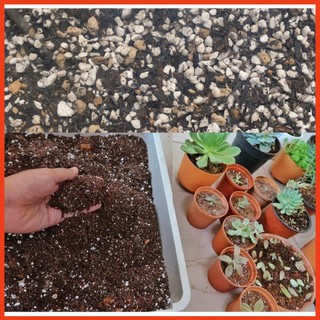 Đất trồng sen đá, giá thể đã trộn sẵn trồng sen đá, xương rồng (hàng cao cấp)