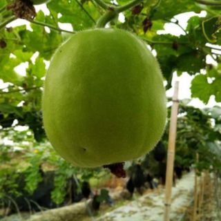 BÍ ĐAO TRÒN THÁI LAN