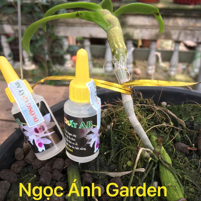 Dưỡng chất AB (siêu phẩm dành cho hoa lan)