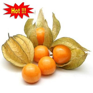 Hạt giống Anh đào đất, cây Thù dù, cây Tầm bóp (100 hạt)