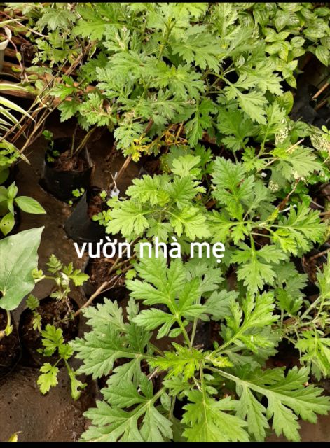 Cây ngãi cứu