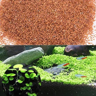 Hạt giống thuỷ sinh Cỏ trân châu nhật