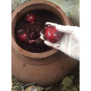 CỐT BA TRĂNG NẾP CẨM TRỨNG GÀ