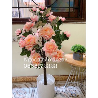Cây hoa mẫu đơn giả